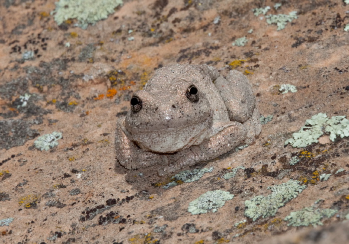 Hyla arenicolor Hylidae