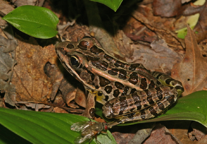 Lithobates palustris Ranidae