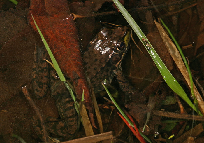 Lithobates clamitans Ranidae