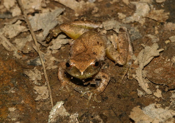 Pseudacris crucifer Hylidae