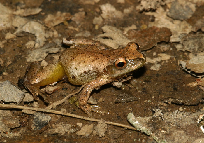 Pseudacris crucifer Hylidae