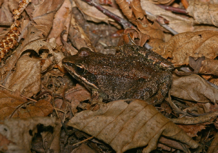 Lithobates sylvaticus Ranidae