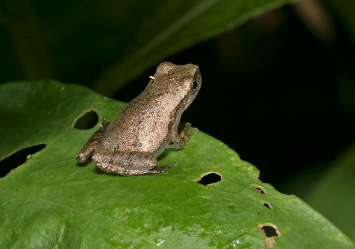 Pseudacris crucifer Hylidae