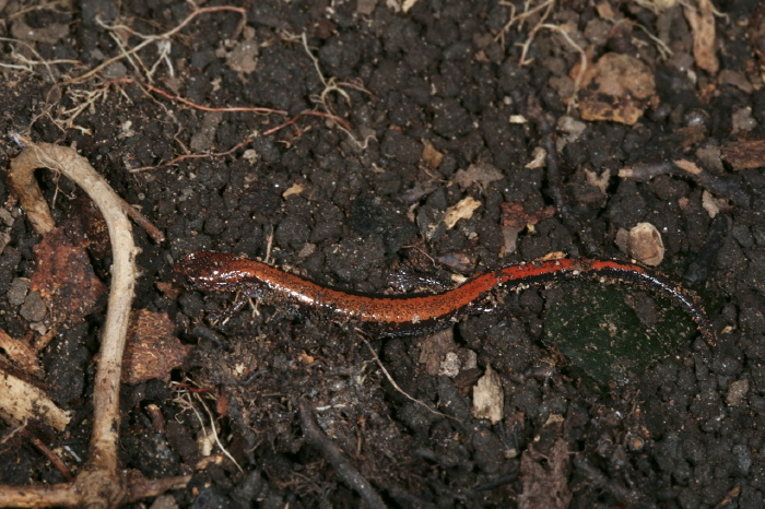 Plethodon cinereus Plethodontidae