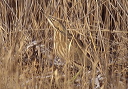 american_bittern