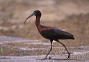 glossy_ibis_fb