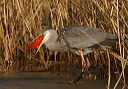 great_blue_heron045