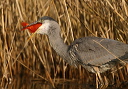 great_blue_heron051