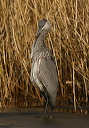 great_blue_heron066