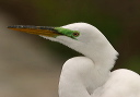 great_egret344