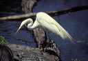 great_egret_pp