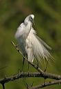 greategret621