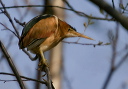 img_0081_bittern