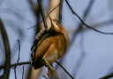 img_0085_bittern