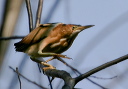 img_0088_bittern