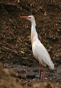 img_3878_egret