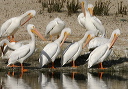 img_6972_pelican