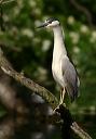 img_8840_heron