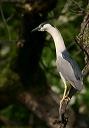 img_8845_heron