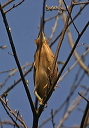 img_9889_bittern