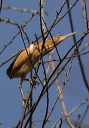 img_9959_bittern