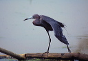 littleblueheron