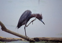 littleblueheron2