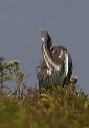 tri-colored_heron369