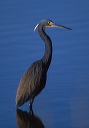 tricolored_heron_ci02