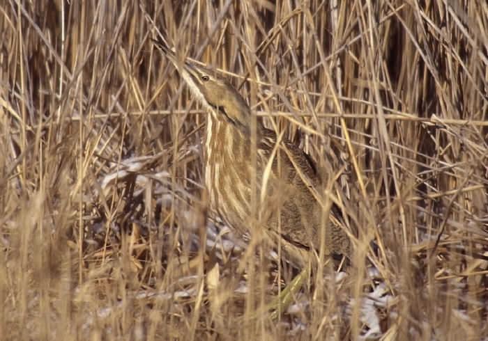 Botaurus lentiginosus Ardeidae