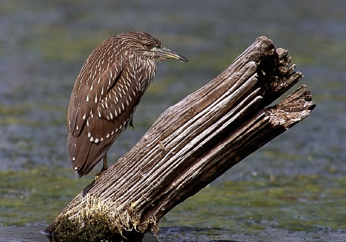 Nycticorax nycticorax Ardeidae