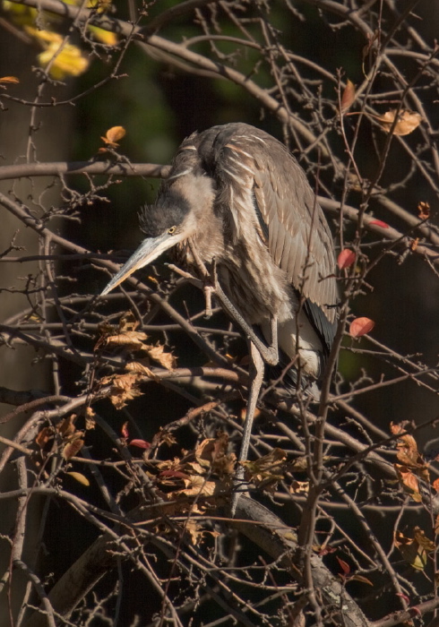 Ardea herodias Ardeidae