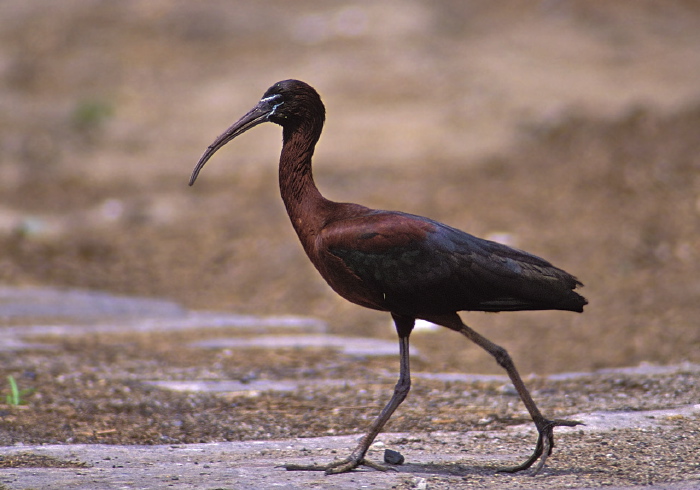 Plegadis falcinellus Threskiornithidae