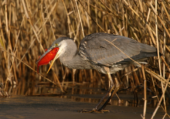 Ardea herodias Ardeidae
