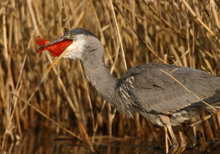 Ardea herodias Ardeidae