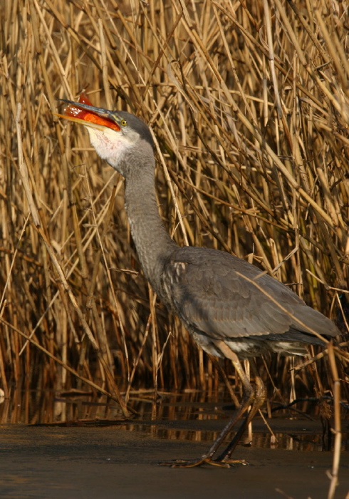 Ardea herodias Ardeidae