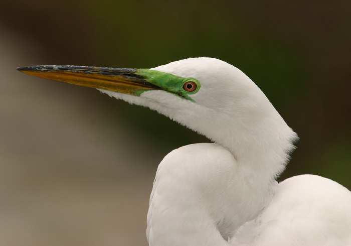 Ardea alba Ardeidae