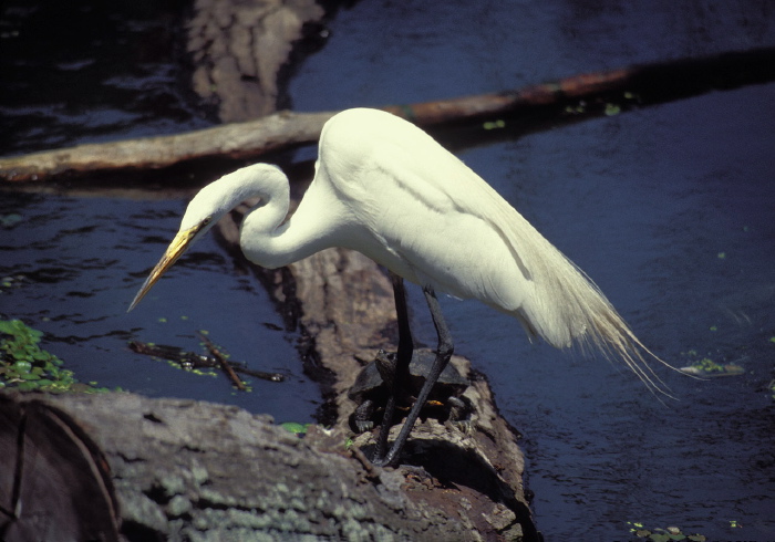 Ardea alba Ardeidae