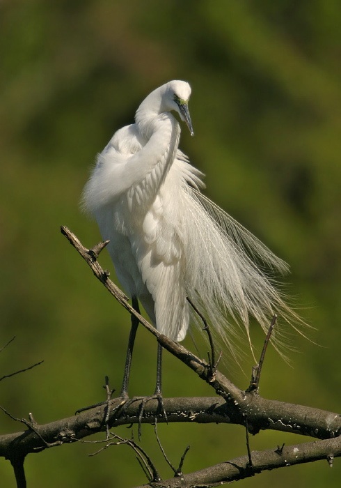 Ardea alba Ardeidae