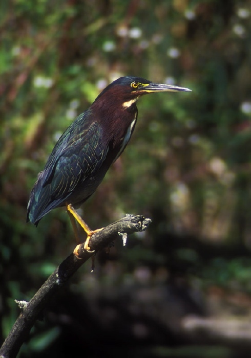 Butorides virescens Ardeidae