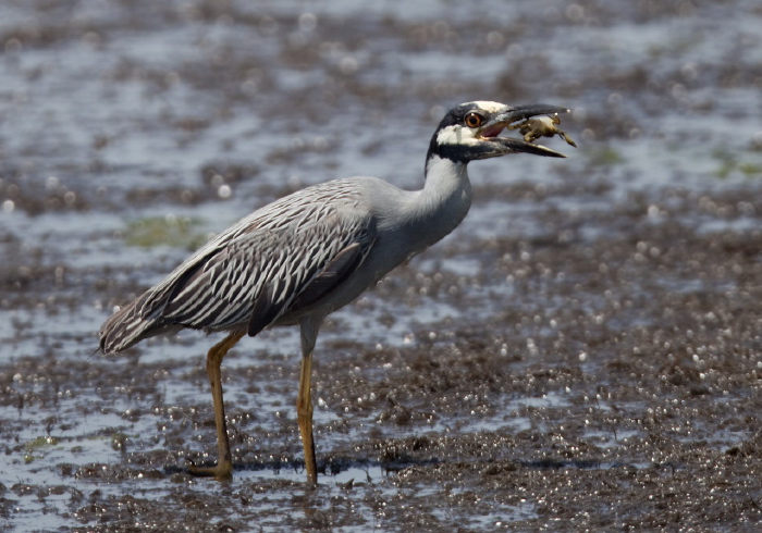 Nyctanassa violacea Ardeidae