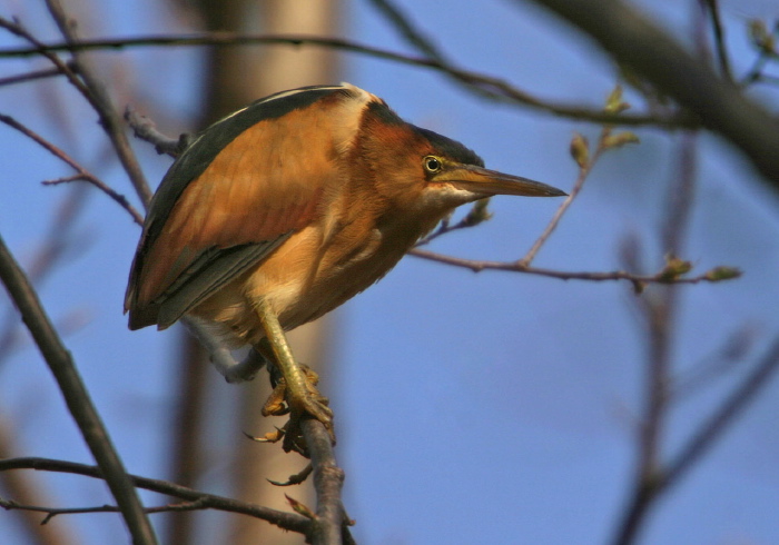 Ixobrychus exilis Ardeidae