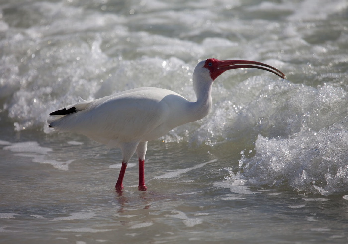 Eudocimus albus Threskiornithidae