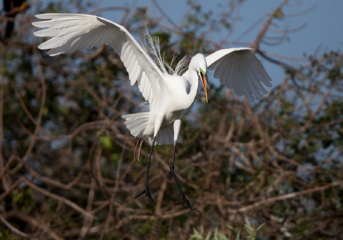 Ardea alba Ardeidae