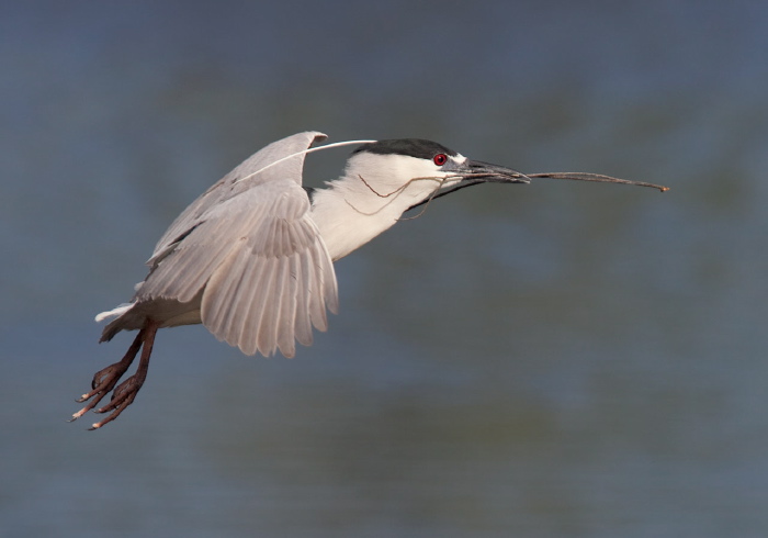 Nycticorax nycticorax Ardeidae