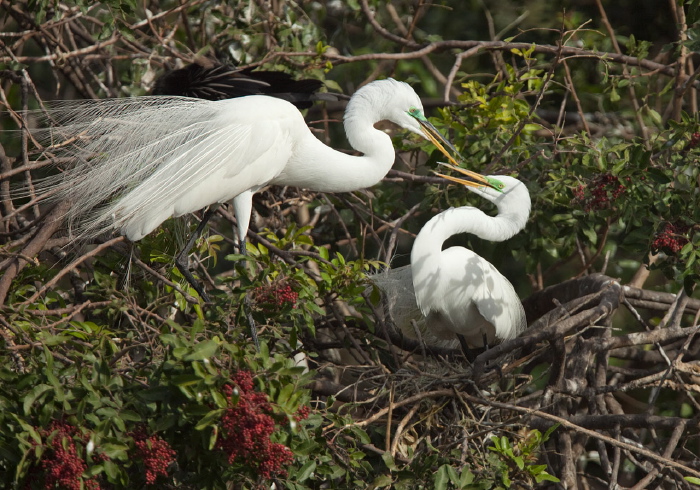 Ardea alba Ardeidae