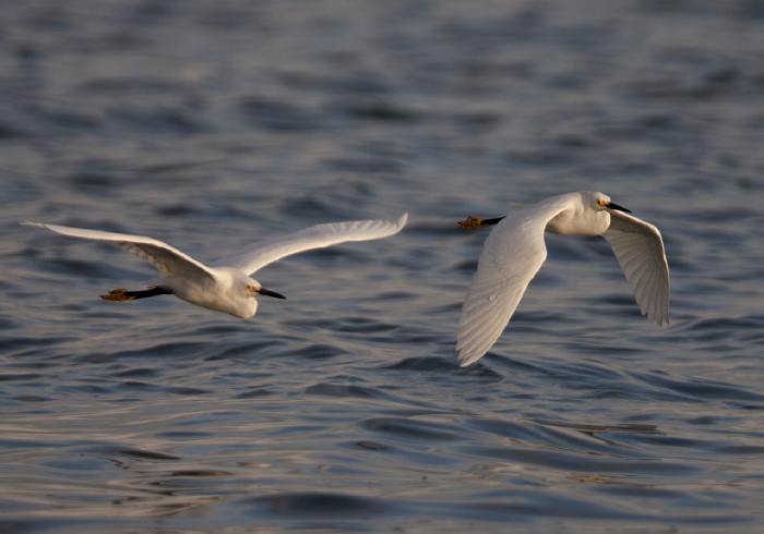 Egretta thula Ardeidae