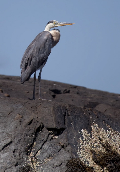 Ardea herodias Ardeidae