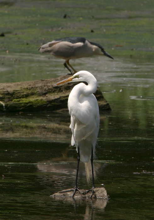 Ardea alba Ardeidae