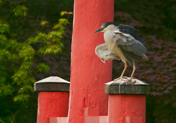 Nycticorax nycticorax Ardeidae